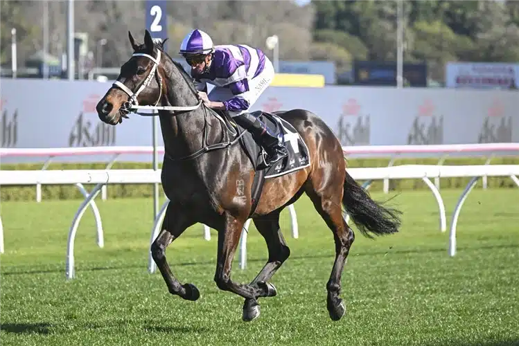 Horse lindermann 214220 750x500.jpg