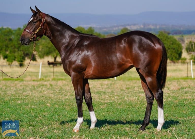 Meet Spirit of Boom X Licko'paint. This filly is by Spirit of Boom, one of Queensland’s leading sires a producer of Group 1 winner and stallion Jonker as well 22 individual stakes winners.