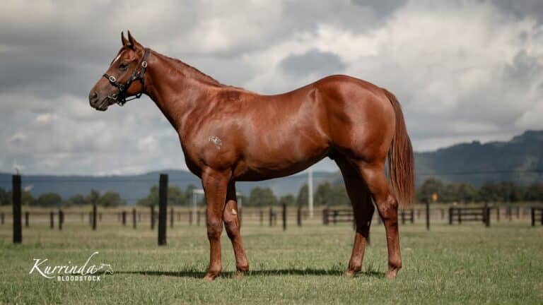 Zoustar stallion sires his 12th Group 1 winner on the weekend with Climbing Star winning the Robert Sangster Stakes Group 1 at Morphetville on the weekend, He also had the impressive 2 year old colt Growing Empire win the Group 3 impressively