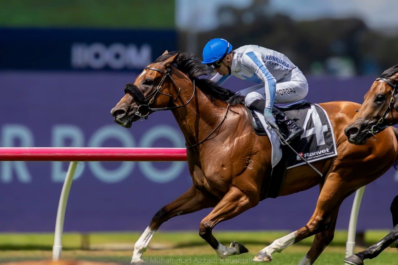 Horse Racing Horses For Sale – Kurrinda Bloodstock