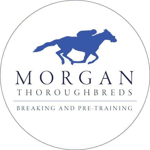 Morgan Thoroughbreds Breaking & Pre-Training