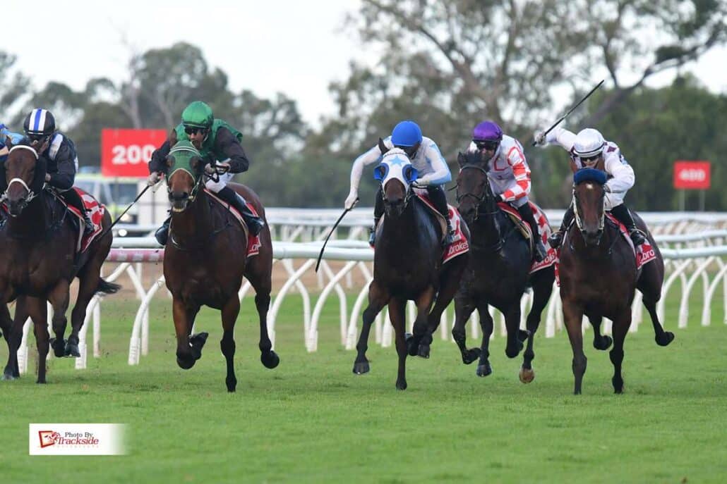 Looking to Buy A Horse in Australia