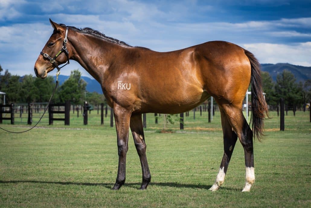 Astern x One Pound Conformation Large | Kurrinda Bloodstocks