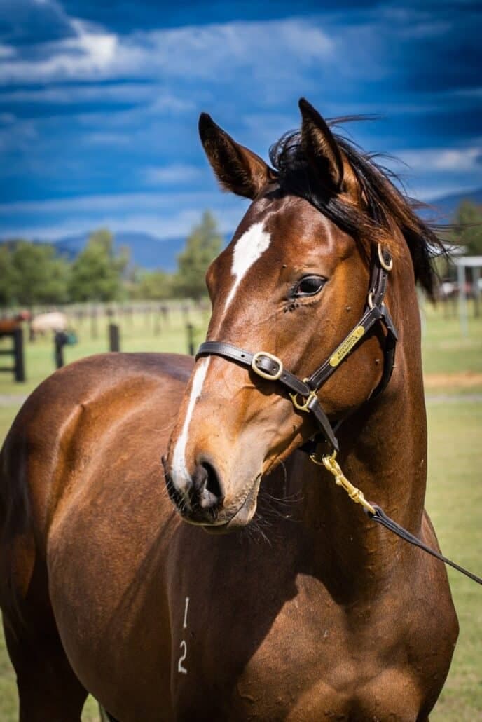 Astern x One Pound Headshot Large