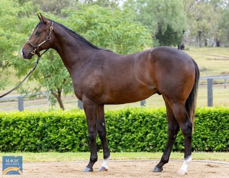 Storm Boy, what made him so valuable and such an attractive proposition for stud farms to command such a huge lucrative deal for his horse racing syndicate, why is syndication the way for with Kurrinda Bloodstock?