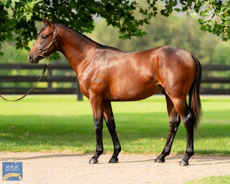 Meet Russian Revolution X Street Secret. This colt is by one of Australia’s hottest young sires in Russian Revolution, a Group 1 winner, already a Group 1 producing stallion and leading first season sire 2021-2022.