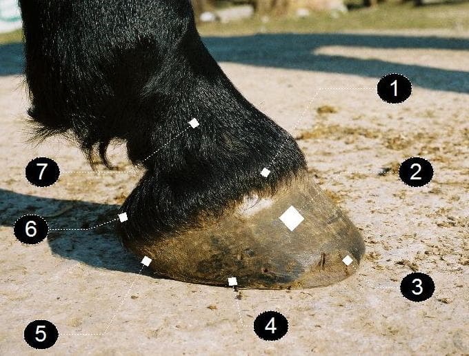 Hoof lat