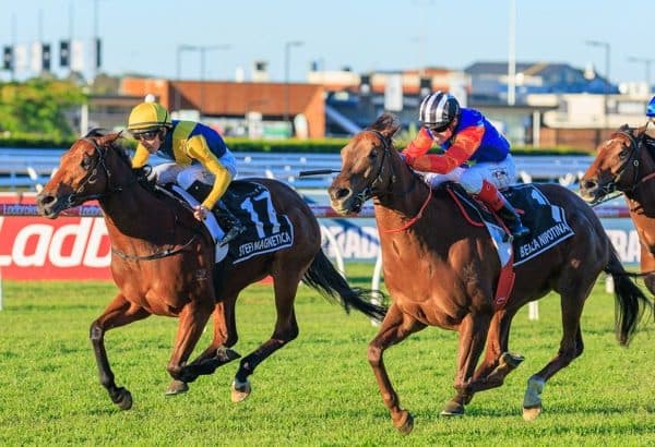 breednet images r8 stefi magnetica ridden by zac lloyd a 814975 courtney 21000
