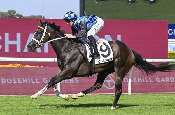 breednet images lazzura phar lap 25355