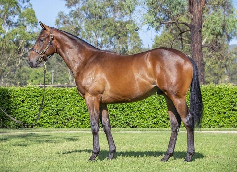 Race Horses For Sale Australia