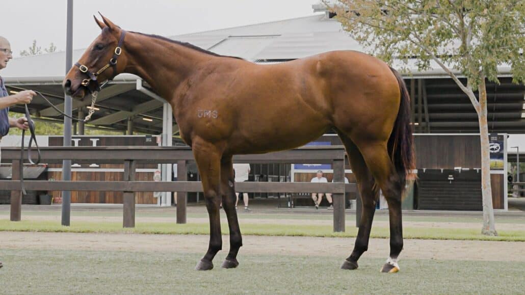 Buy A Racehorse