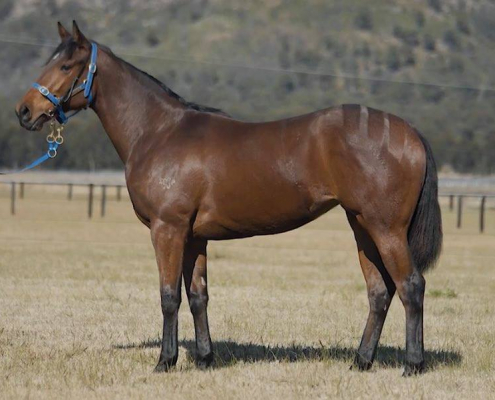 So You Think X Larapineta (Bay Filly)