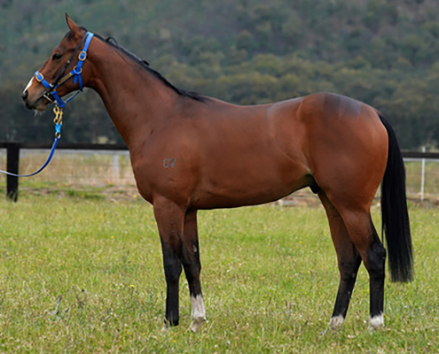 Darci Brahma x Meritaggio Gelding