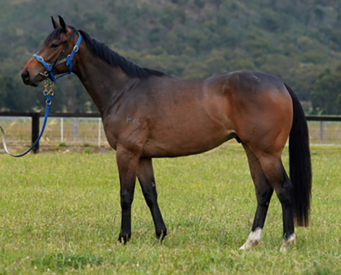 Dawn Approach X Dandy Roll Gelding
