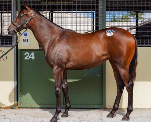 Spieth xGood Times Roll filly