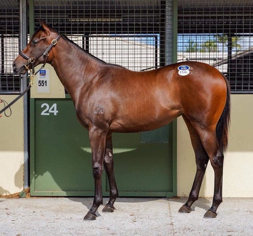 Spieth xGood Times Roll filly
