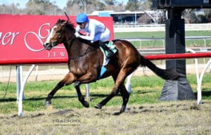 Horse Racing Horses for Sale