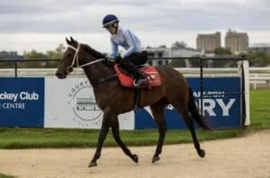 Best Racehorse Shares 2024