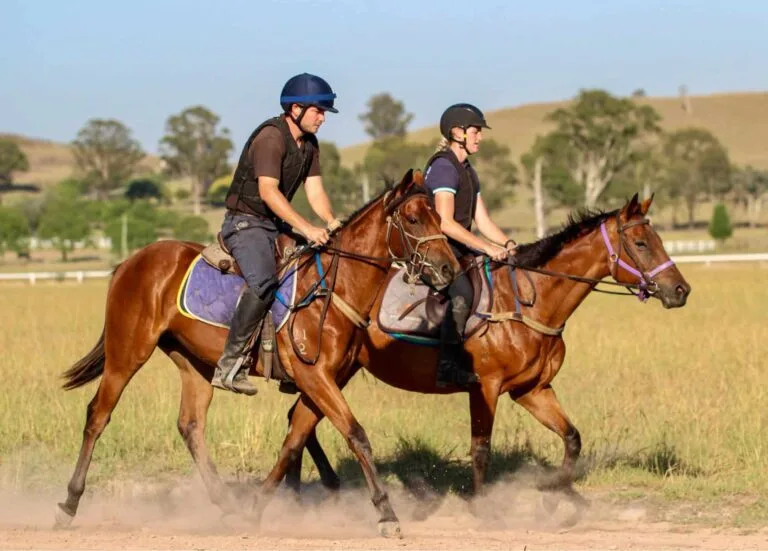 Meet Spirit of Boom x Wild About Her Colt. This colt is by Spirit of Boom (Eureka Stud) and out of the five time metropolitan winner Wild About Her. Spirit of Boom is a regular feature in the Australian Sire of 2YO winners