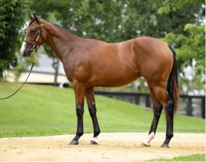 Satin Stiletto: Unveiling A Rising Star with a Pedigree of Success 2024