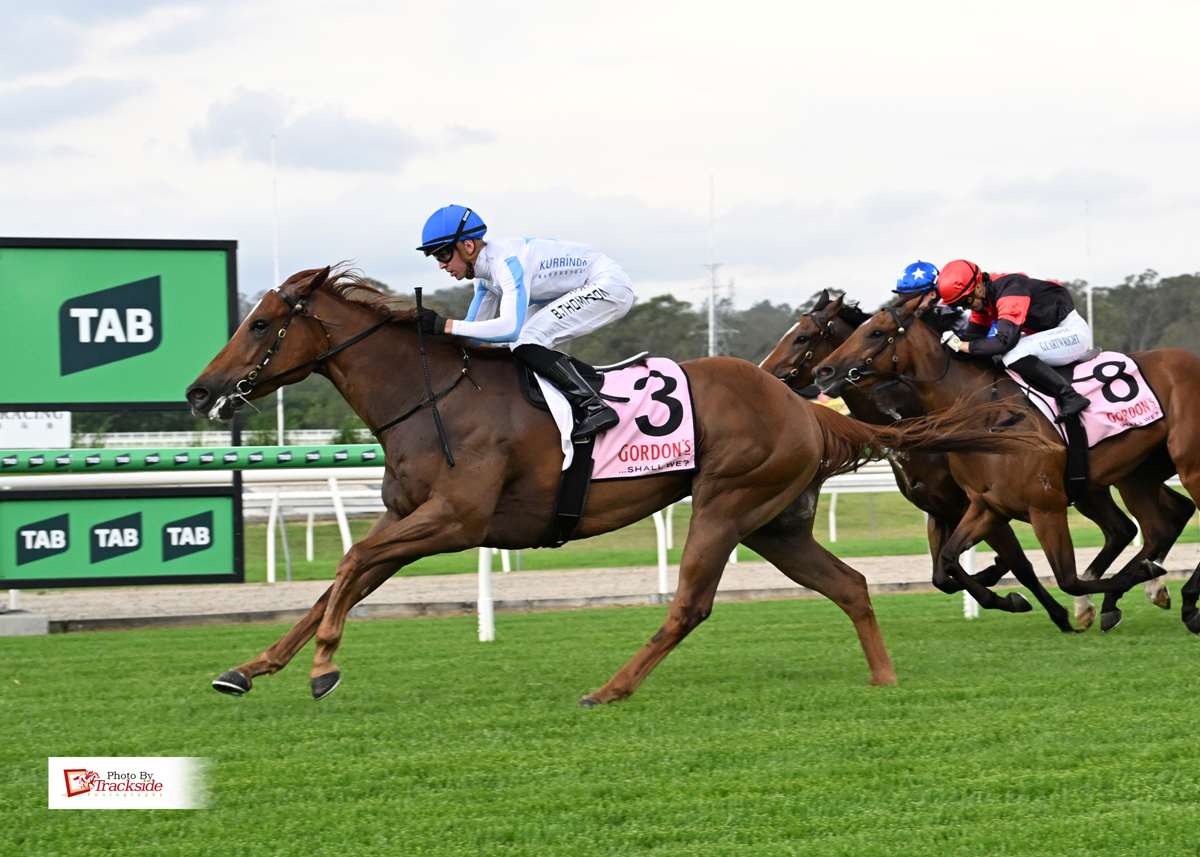 Thoroughbred horse for sale