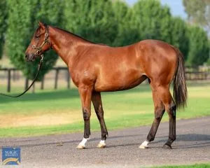 Meet So You Think X Bellevue Girl. This filly is by the multiple worldwide Group 1 winning stallion So You Think, a dual winner of the Cox Plate, sire of 55 stakes winners and 11 individual group 1 winners to date