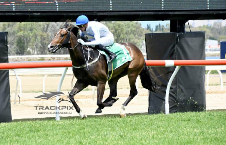 Thoroughbred horse for sale