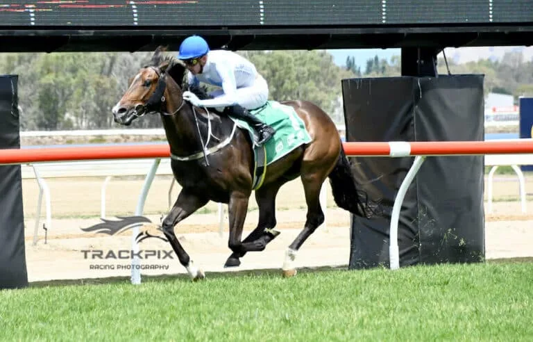 Thoroughbred horse for sale