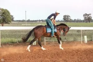 Exciting Racehorse Ownership: The Process of Buying a Share 2024