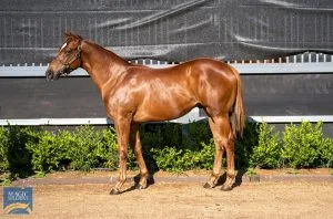 image4 This colt is by the Group 1 producing sire Star Turn and out of the Fastnet Rock mare Bleue Pepite who has already produced top quality racehorses including the $400k earner and 6 time winner Ruban Bleu as well as 5 time winner La Defense, she has done a great job at stud to date.