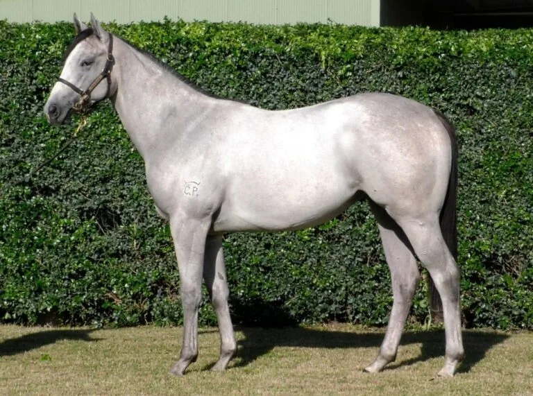 The exciting world of horse racing, how Kurrinda Bloodstock make it easy and affordable for anyone on any level or walk of life to buy racehorse shares in 2024. A trusted and proven syndicator who guarantee a great ownership experience