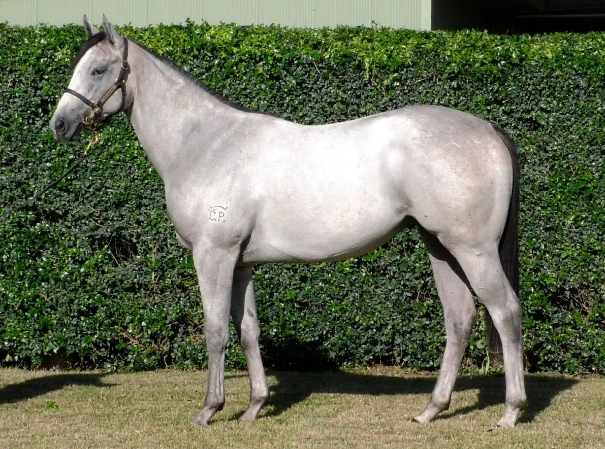 The exciting world of horse racing, how Kurrinda Bloodstock make it easy and affordable for anyone on any level or walk of life to buy racehorse shares in 2024. A trusted and proven syndicator who guarantee a great ownership experience