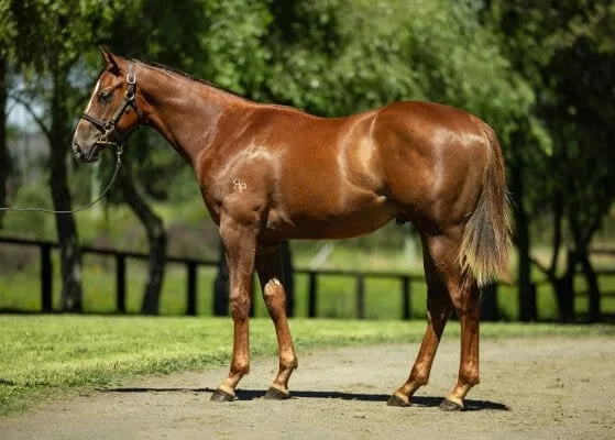 Anders-x-Happy-Pilgrim, a half brother to the highly exciting 2 year old Private Harry who has created a great buzz around his recent trial form beating some handy types in the process and looks to be a very exciting prospect