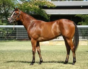 image3 1 Tornado(IRE) x Swift Sis