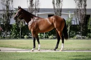 Horse Sales: Magic Millions Adelaide 2024