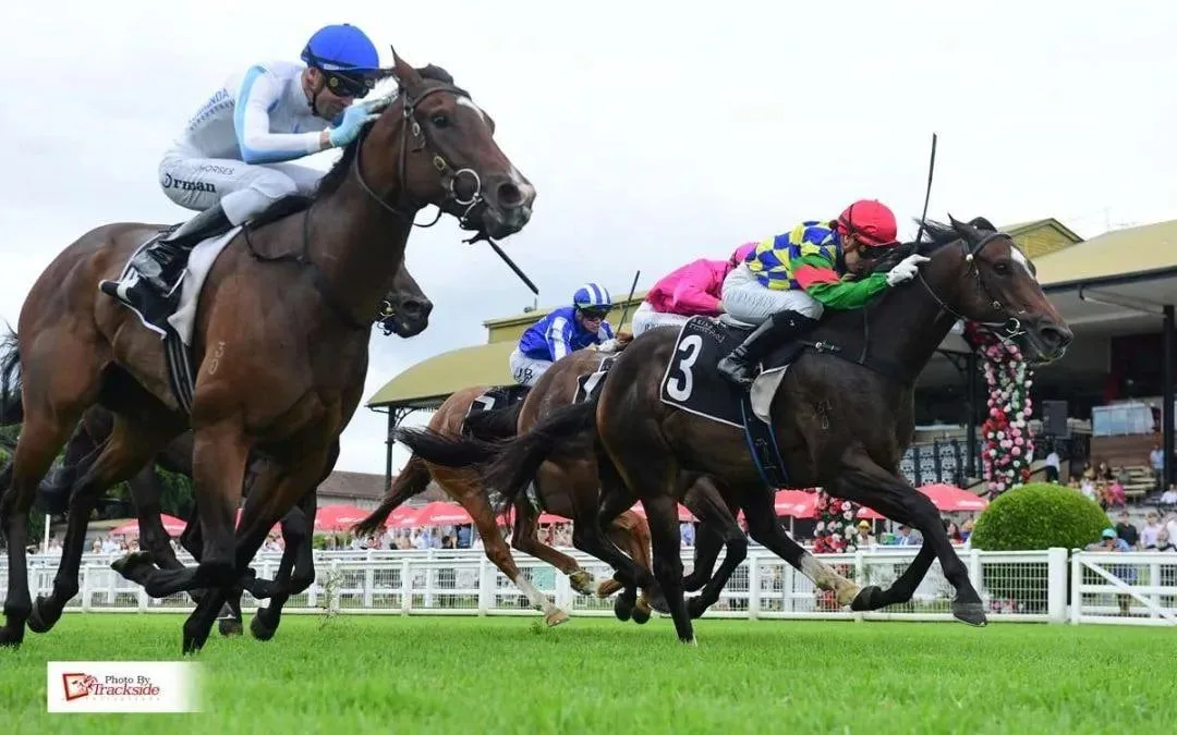 Racehorse Shares NSW, Kurrinda Bloodstock offers affordable and easy accessible racehorse shares NSw for anyone looking to become a racehorse owner and join the thriving industry that is the racehorse community. Kurrinda Bloodstock is a proven and trusted racehorse syndicator