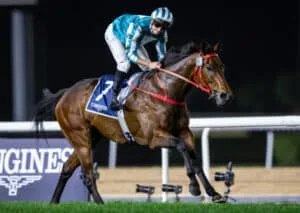 breednet images romantic warrior jebel hatta 24633 breednet images romantic warrior jebel hatta 24633