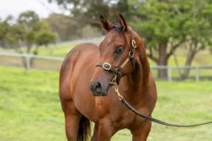 Buy Horse Australia: A Complete Guide to Purchasing Race Horses in the Australian Market In 2026 