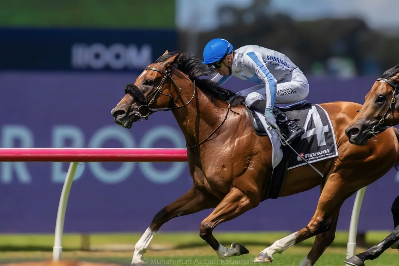 Racehorses for Sale