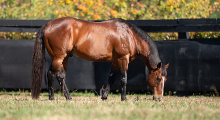 Arrowfield Hero Snitzel 2560x1400