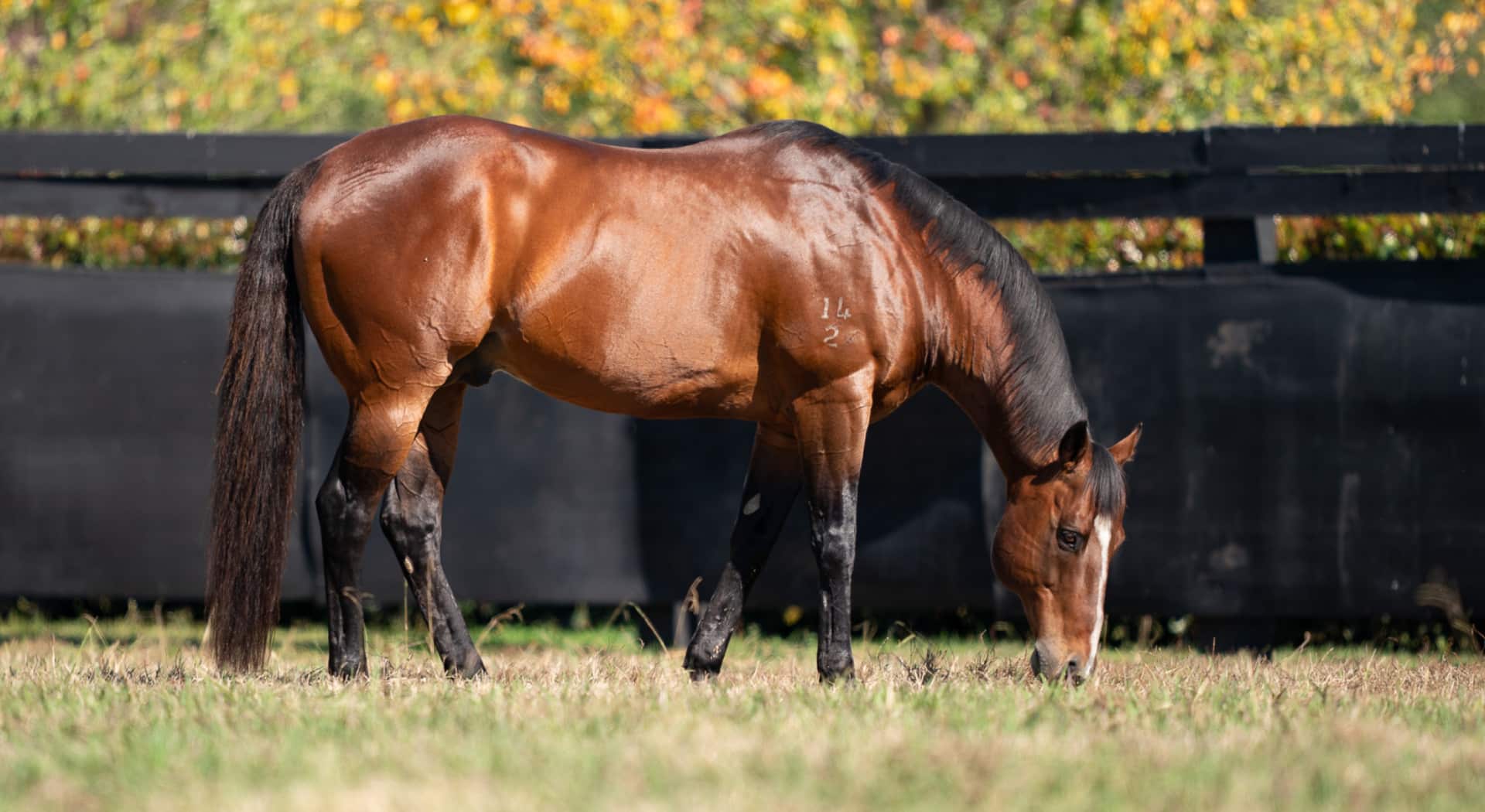 Arrowfield Hero Snitzel 2560x1400