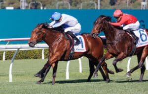 Buy a Racehorse Share