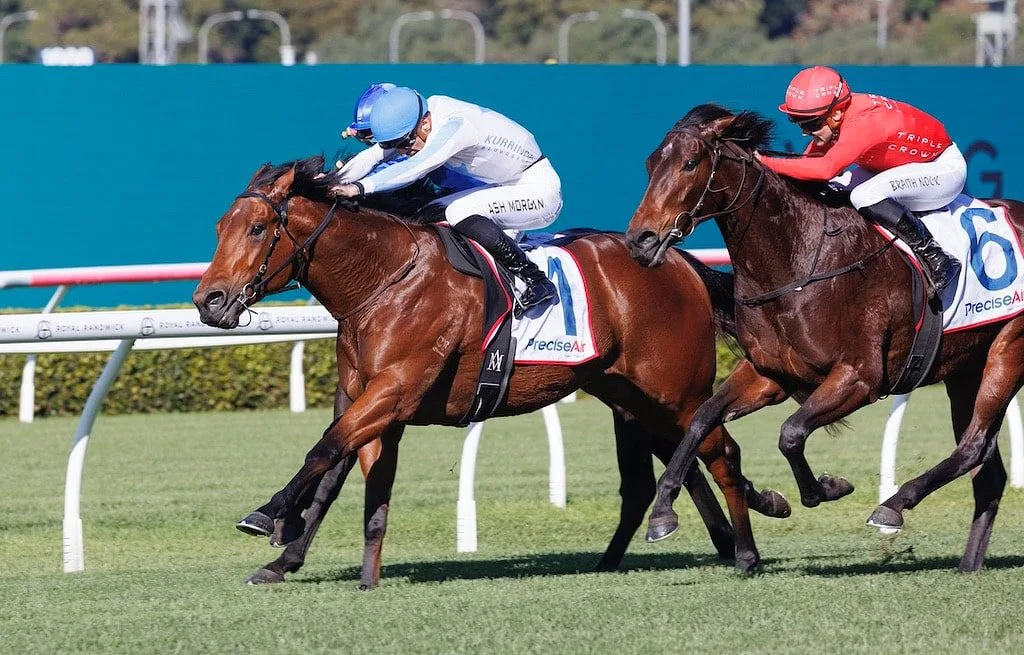 Buy a Racehorse Share