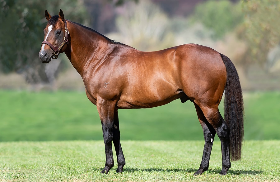 snitzel aus