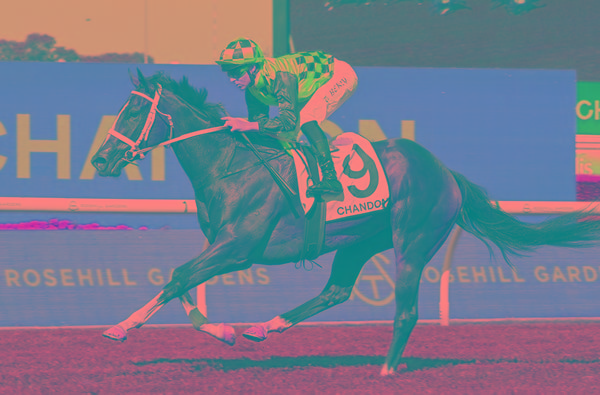 breednet images lazzura phar lap 25355