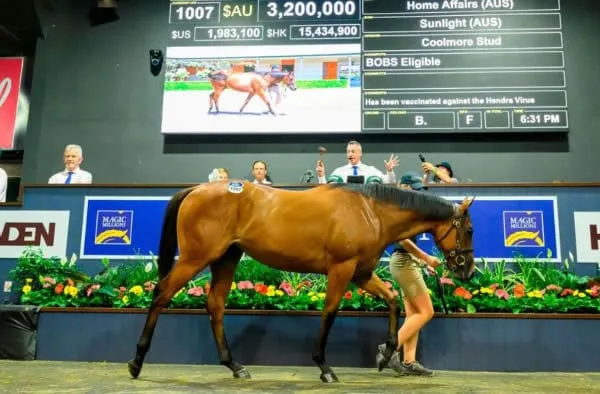breednet images home affairs x sunlight sale ring 24466