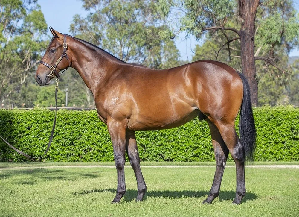Race Horses For Sale Australia