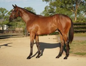 Buying Exciting Racehorses: A Complete Guide to Ownership, Investment and the Thoroughbred Market