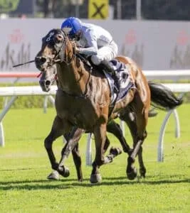 Purchasing Racehorses for Sale in NSW In 2026: A Complete Buyer’s Guide