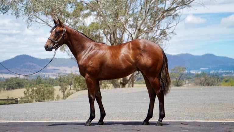 Looking For Racehorses For Sale Australia